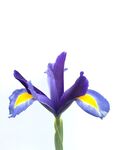 鸢尾花