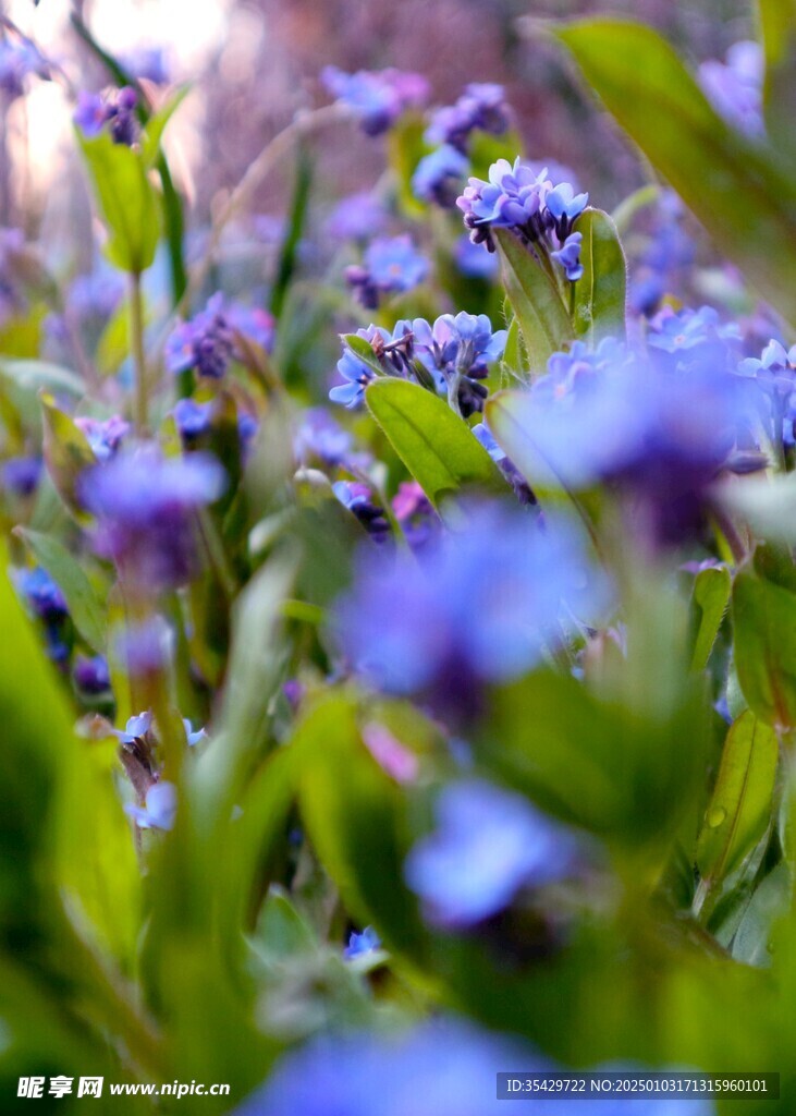 鸢尾花