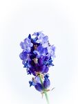 鸢尾花