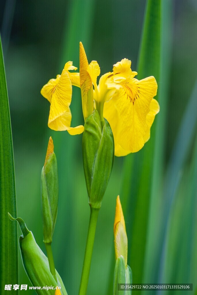 鸢尾花