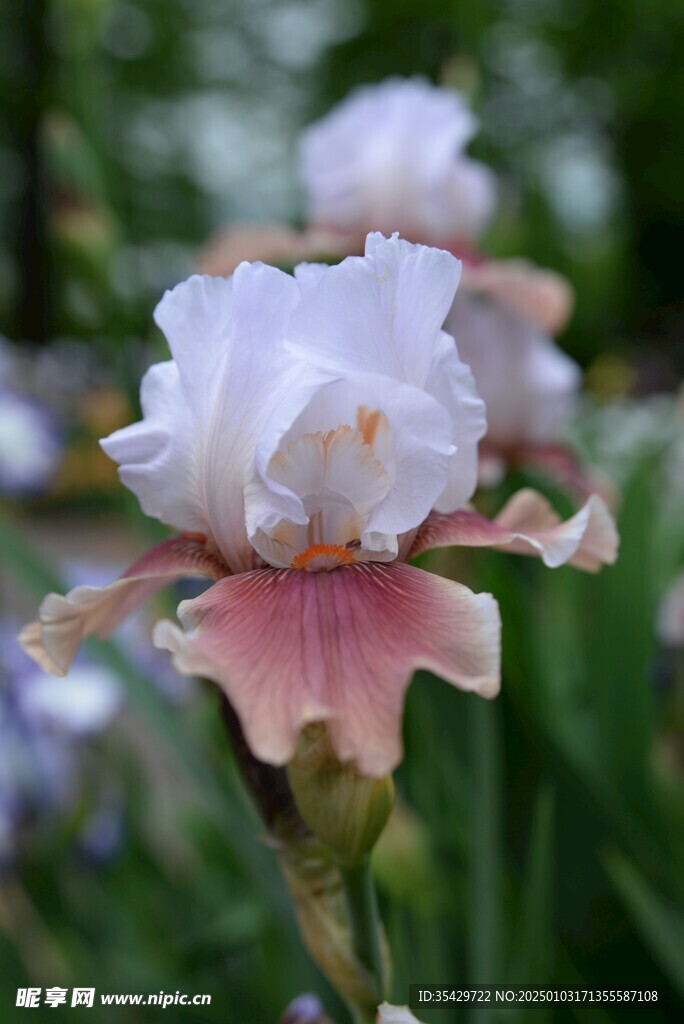 鸢尾花