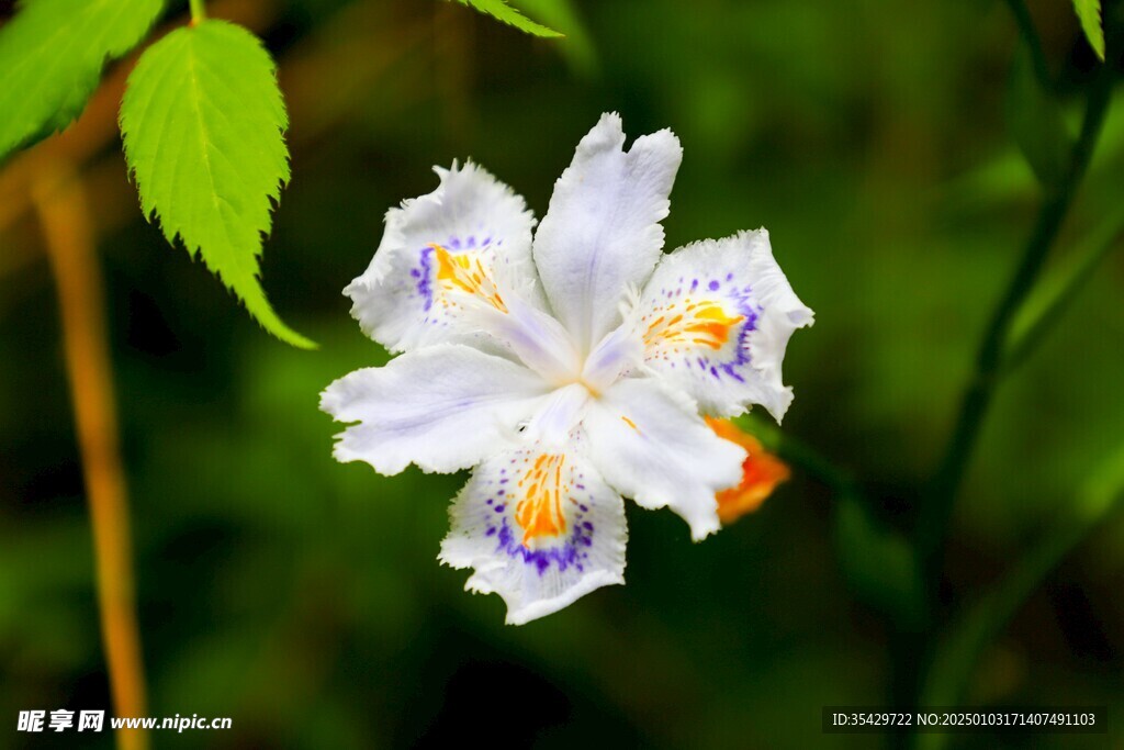 鸢尾花