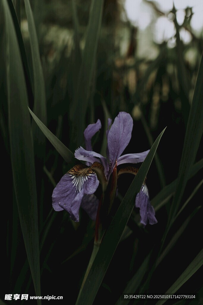 鸢尾花