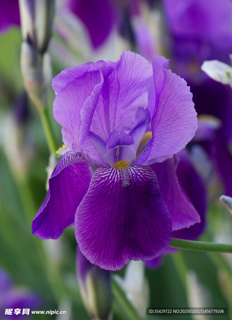 鸢尾花