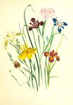 鸢尾花