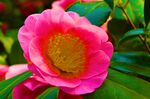 山茶花