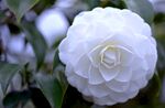 山茶花