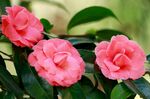 山茶花