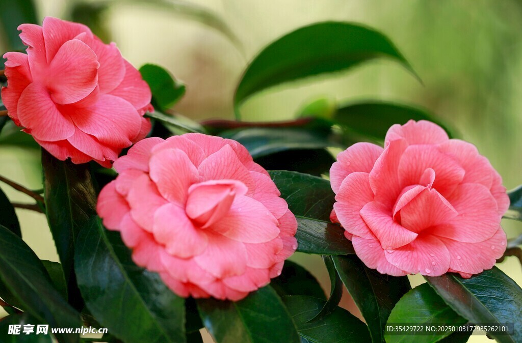 山茶花