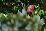 山茶花