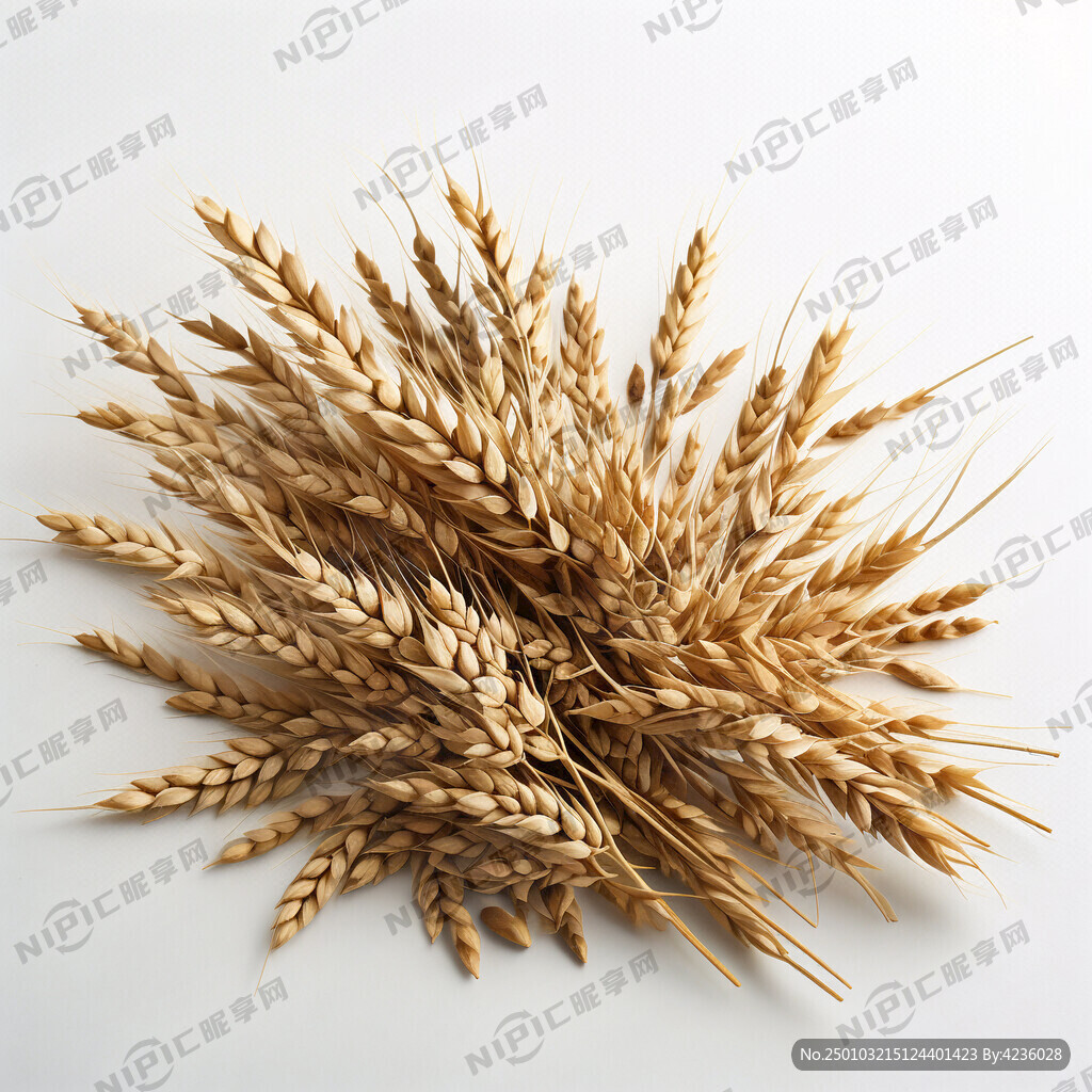 饱满的青稞麦穗   白色背景