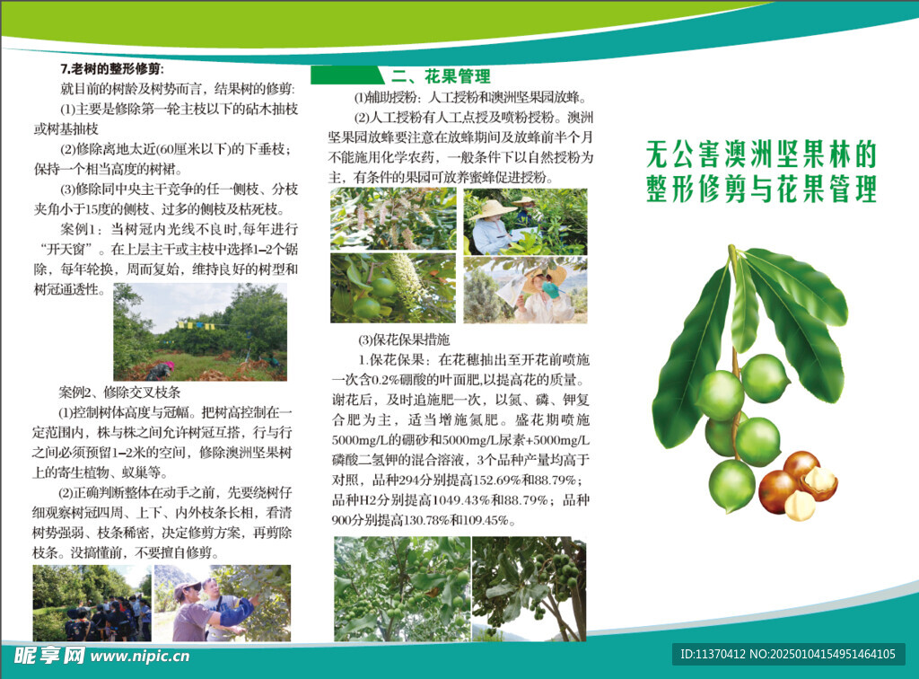 澳洲坚果种植