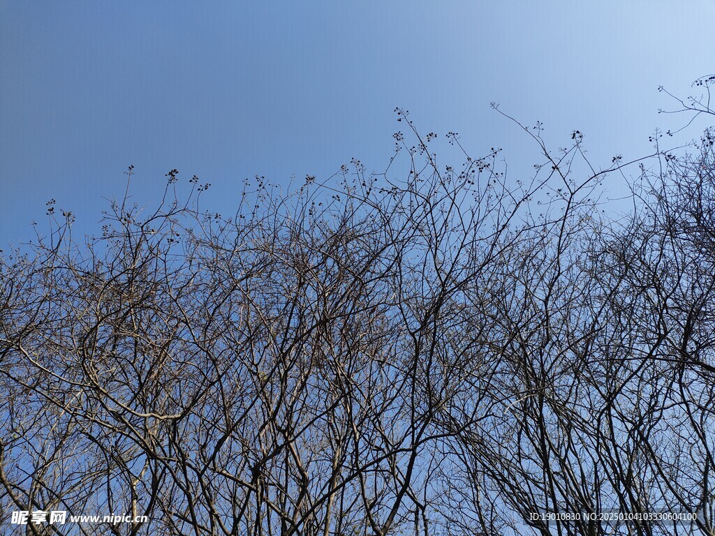 树枝