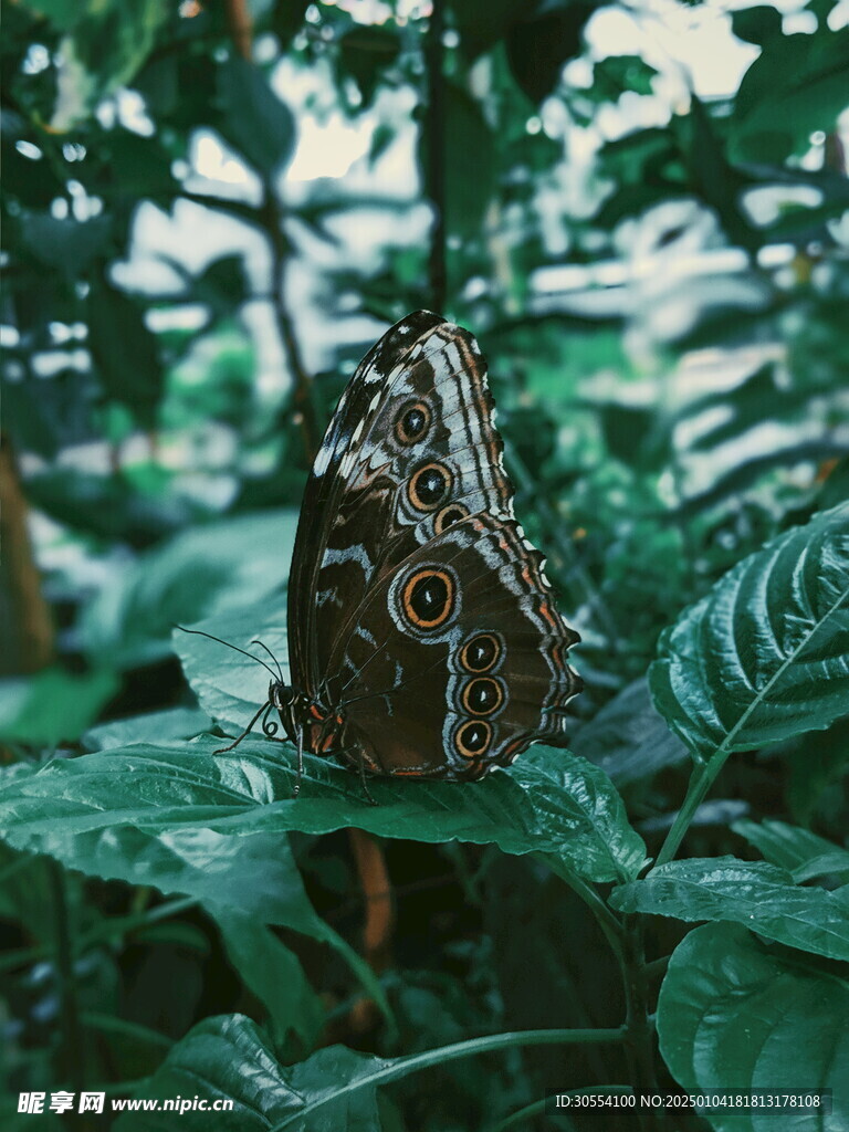 蝴蝶图片