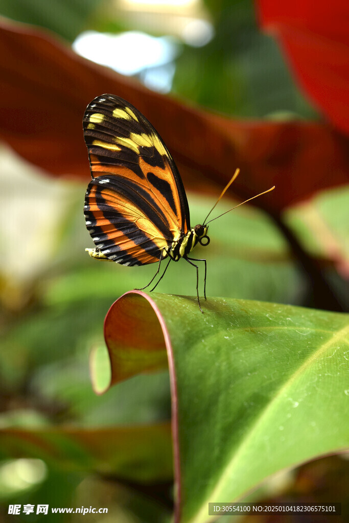 蝴蝶图片