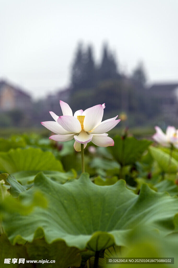 荷花 荷叶