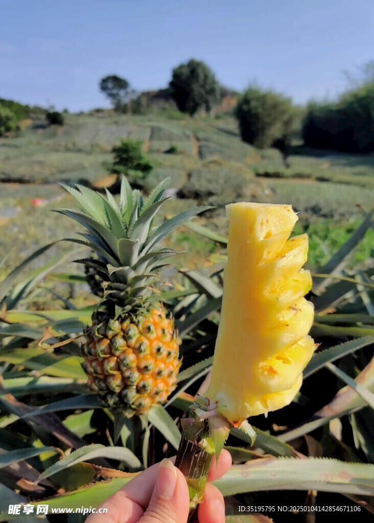 菠萝