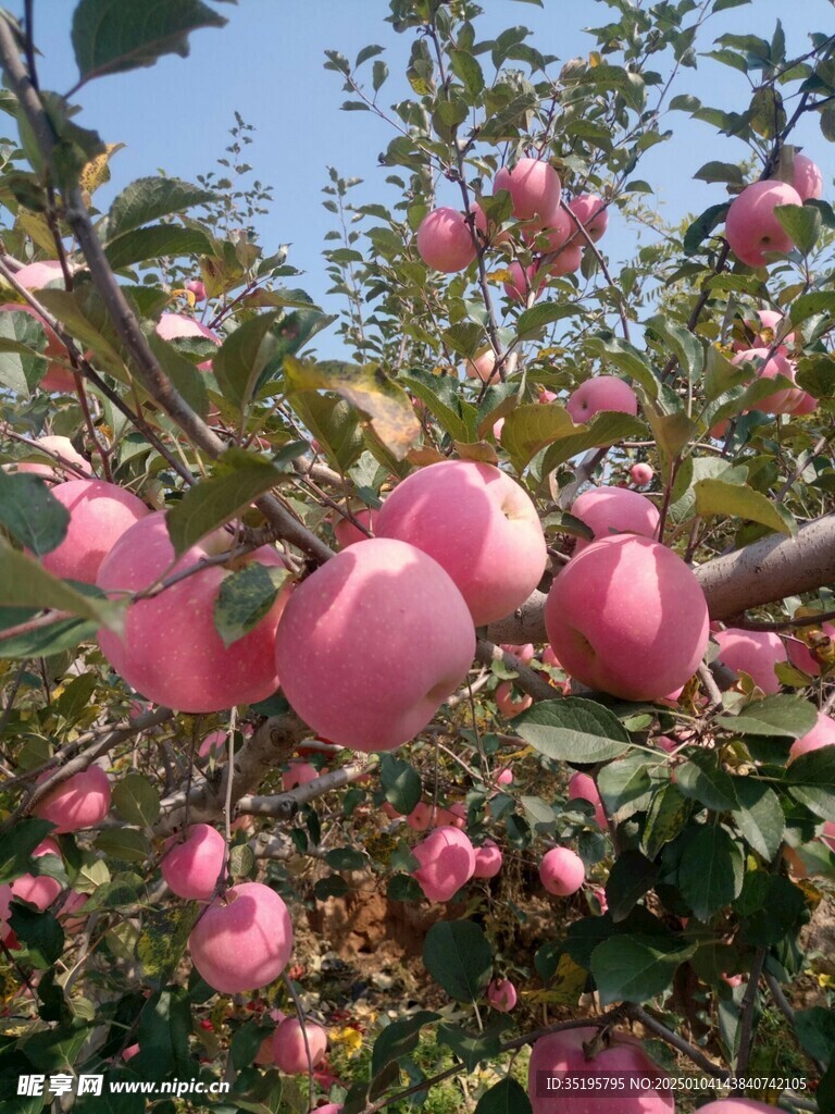 苹果