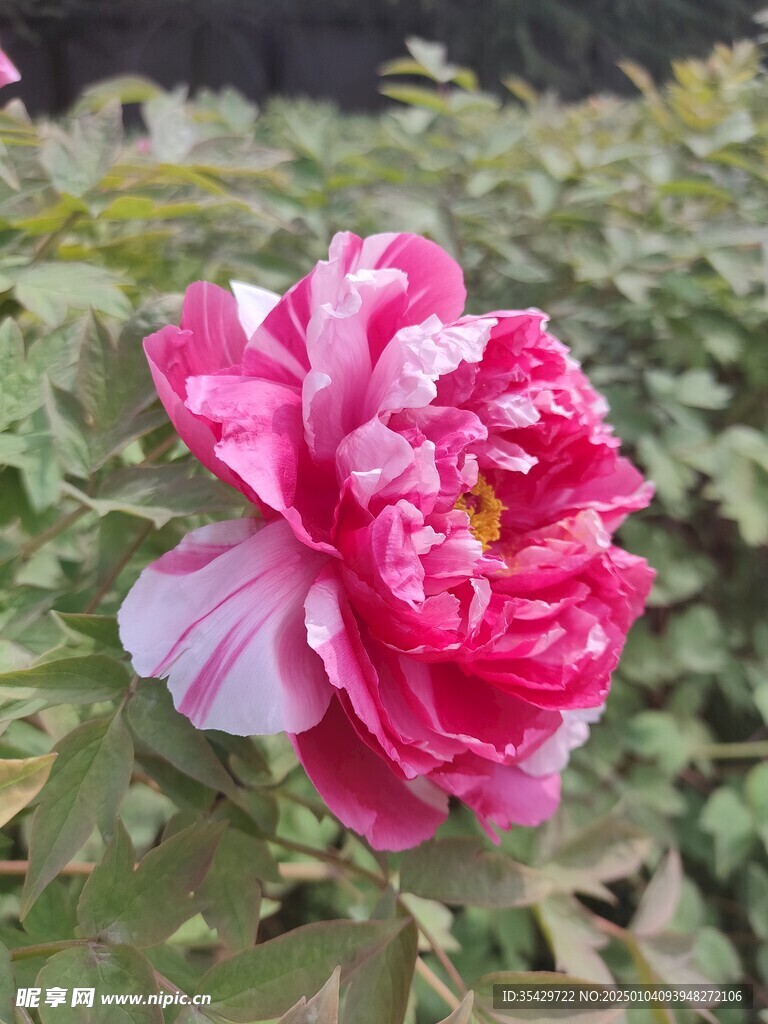 牡丹