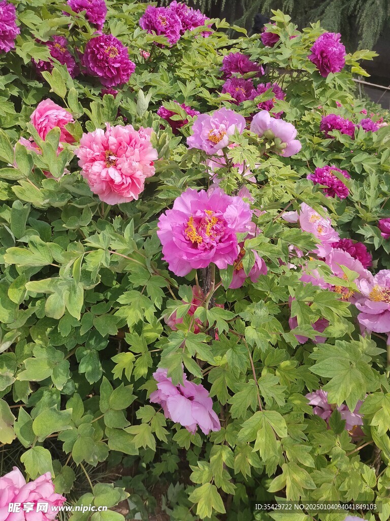 牡丹