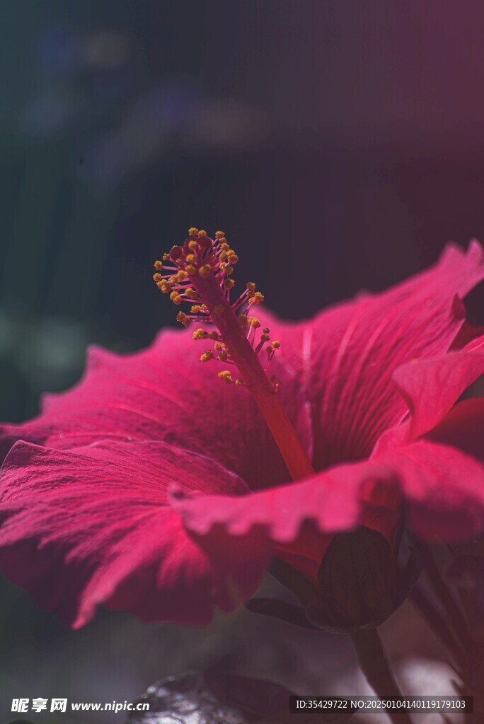 木槿