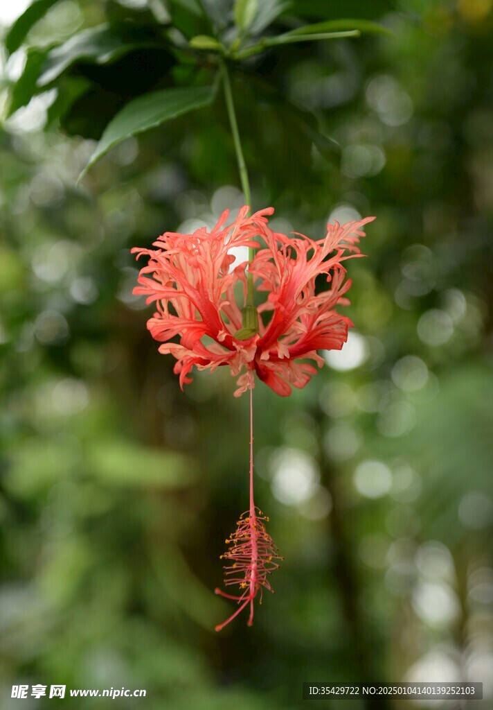 木槿