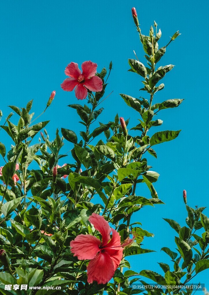 木槿