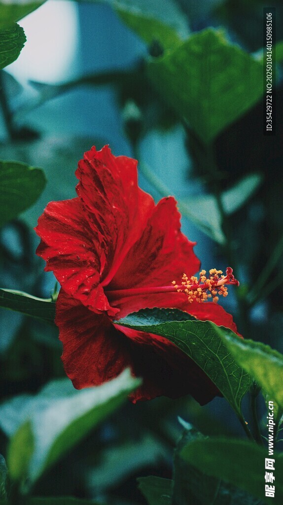 木槿