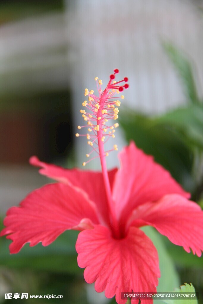 木槿