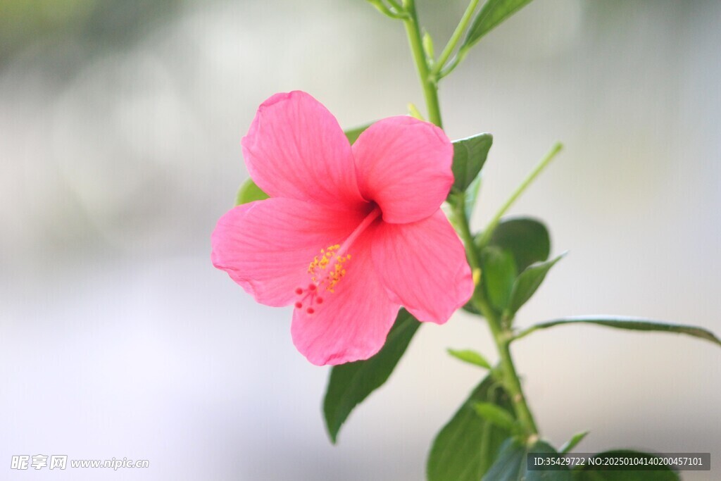 木槿