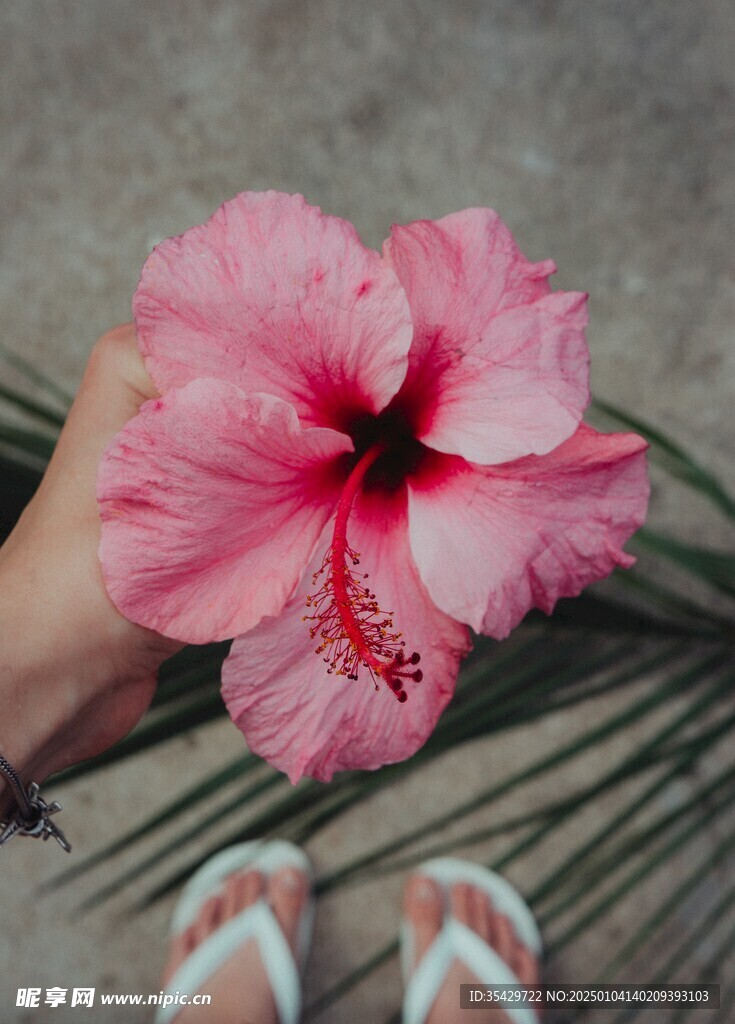 木槿