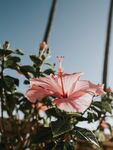木槿