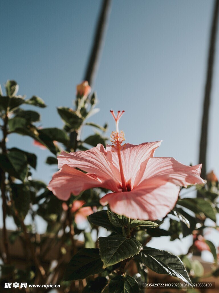 木槿