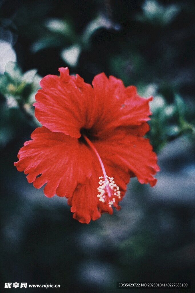 木槿