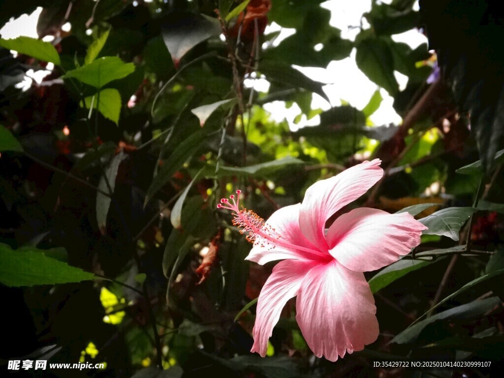 木槿