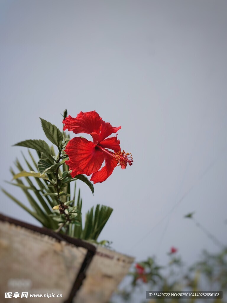 木槿