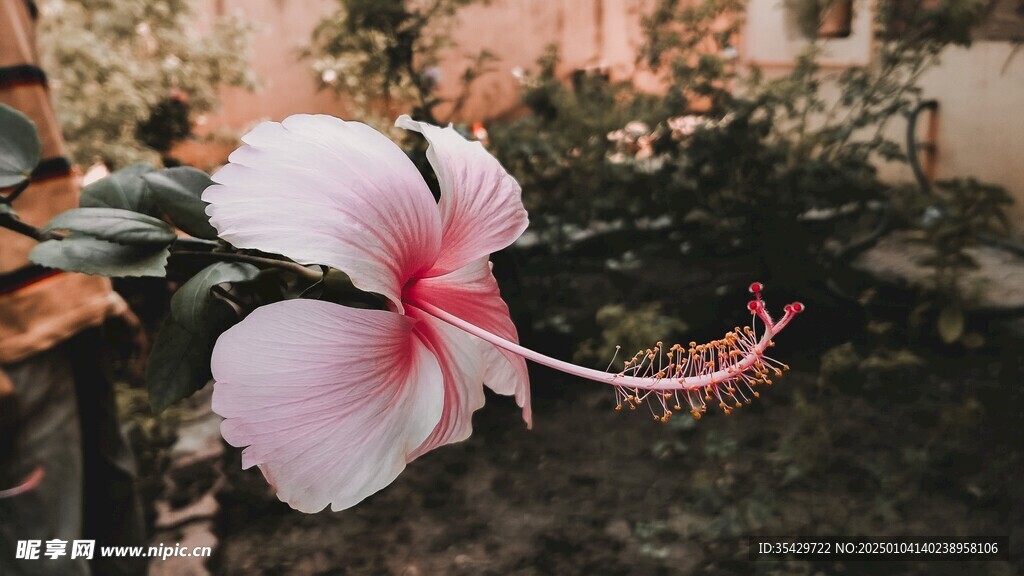 木槿