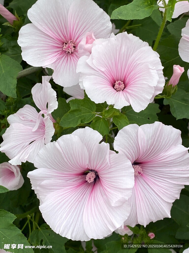 木槿