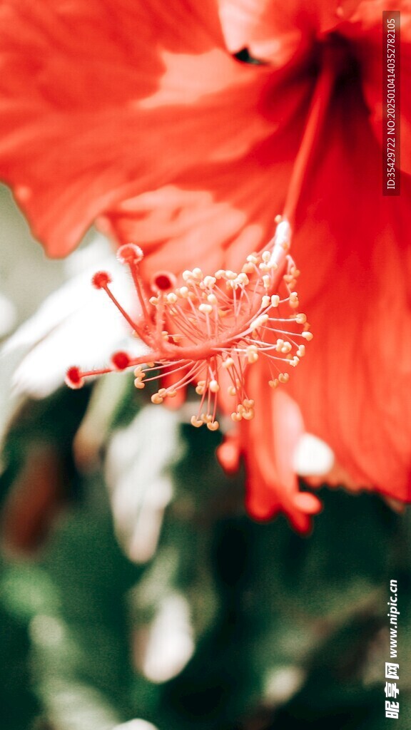 木槿