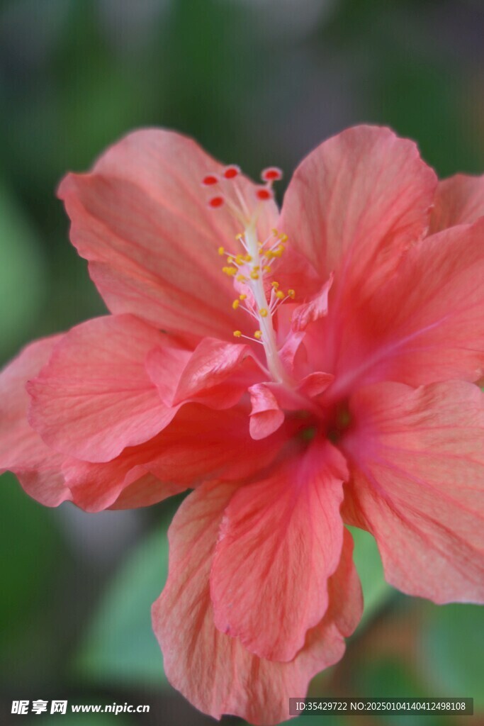 木槿