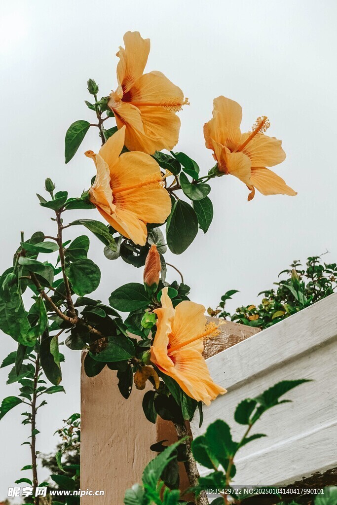 木槿