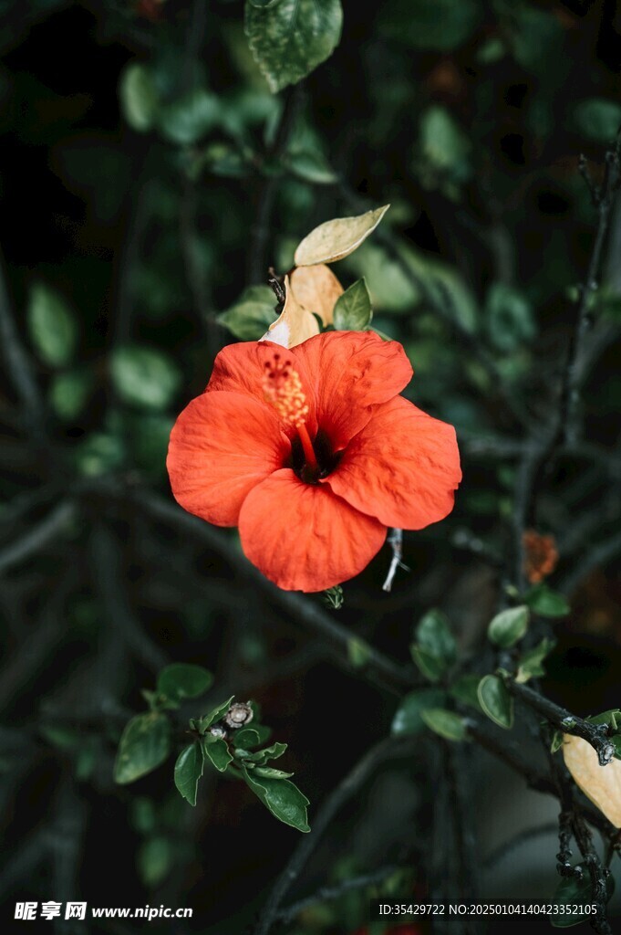 木槿