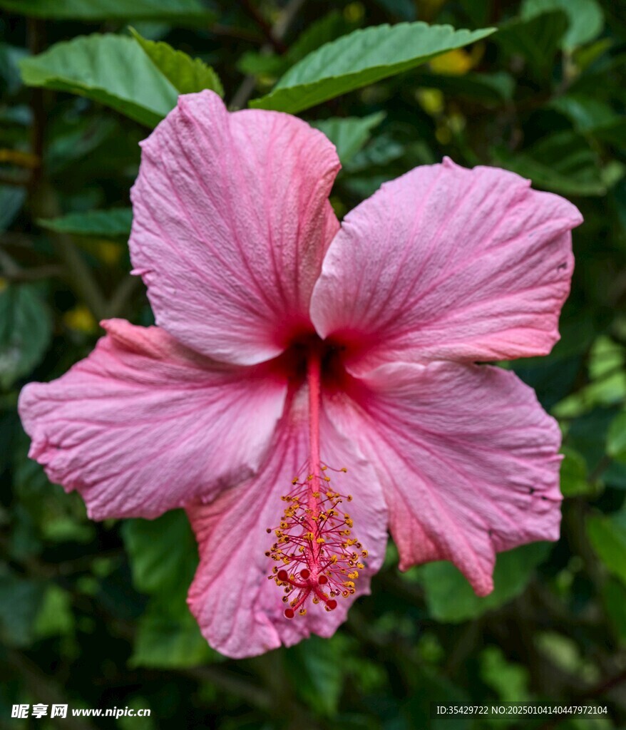木槿
