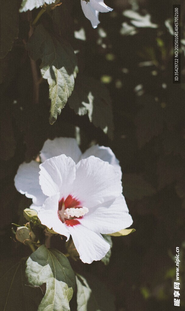 木槿