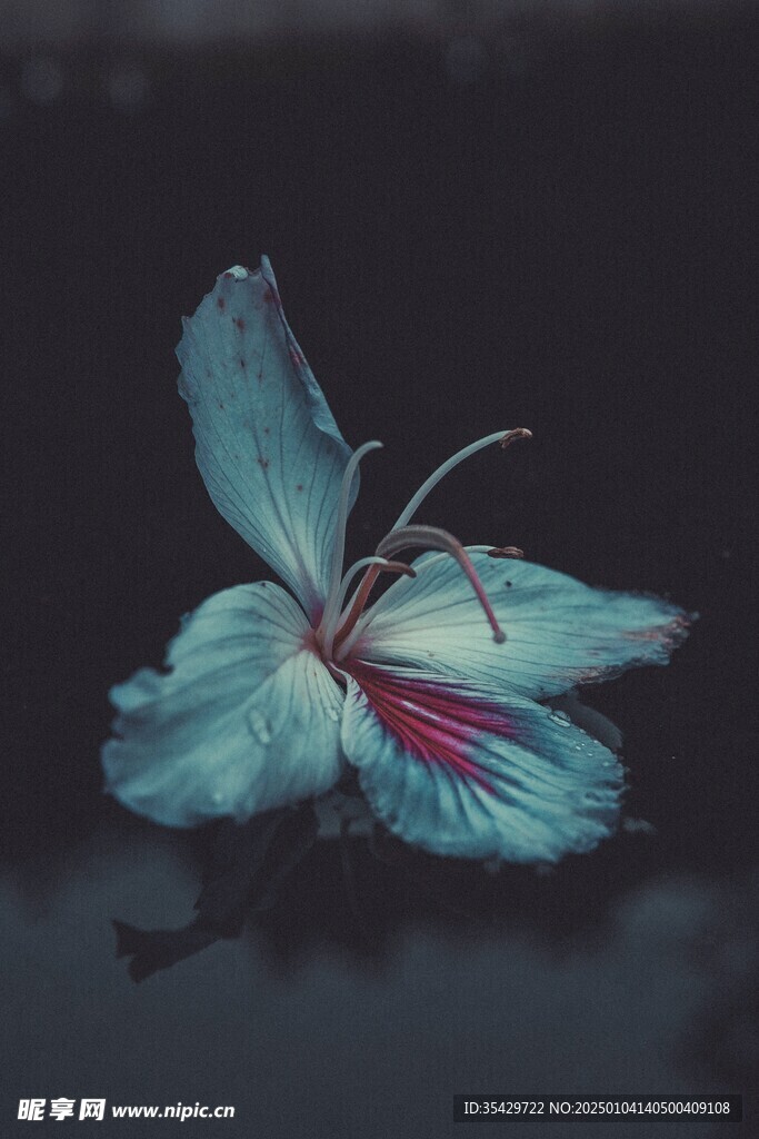 木槿