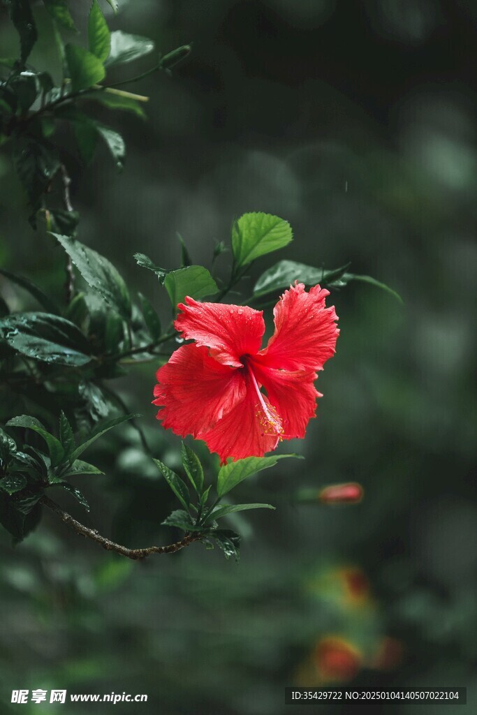 木槿