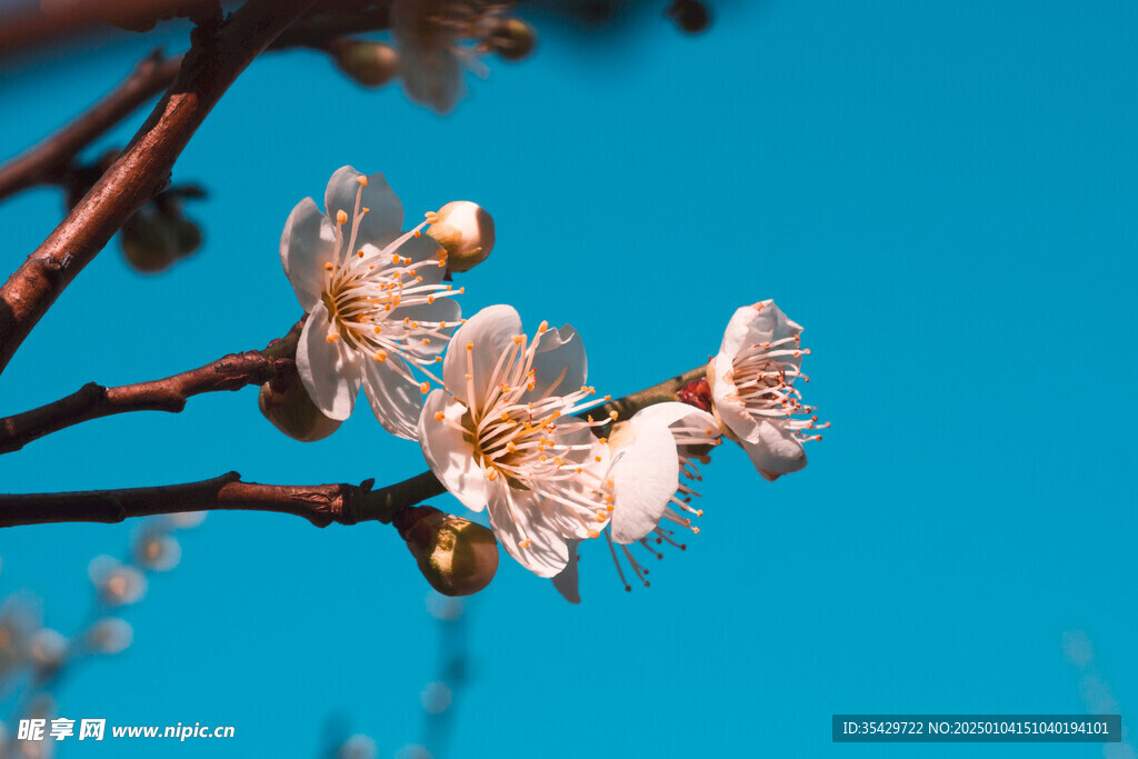 梅花
