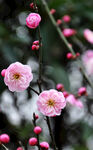 梅花