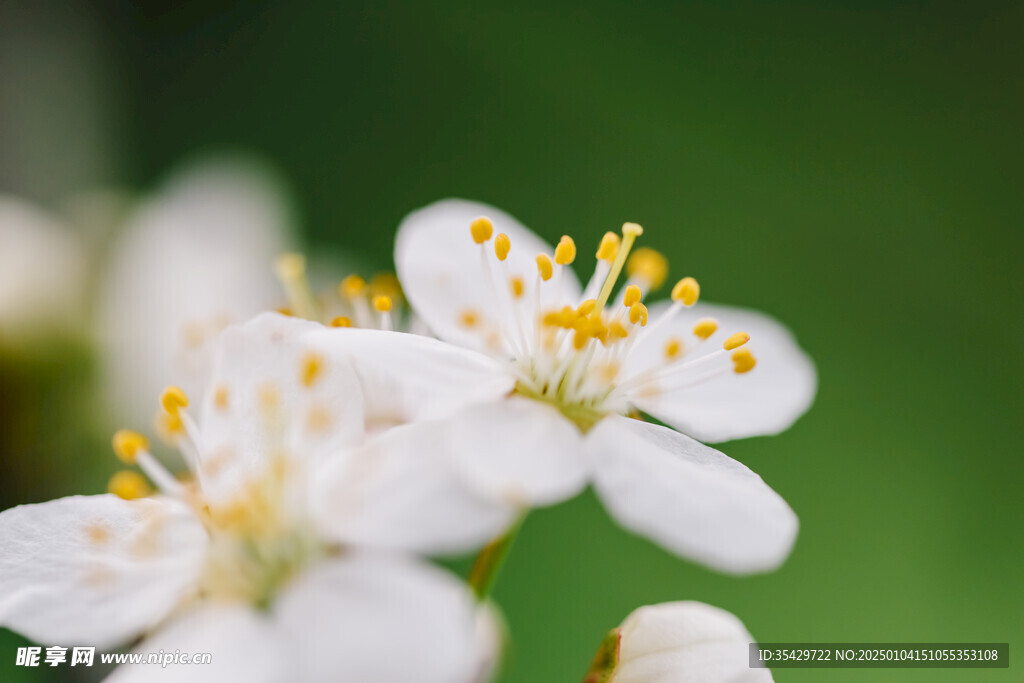 梅花
