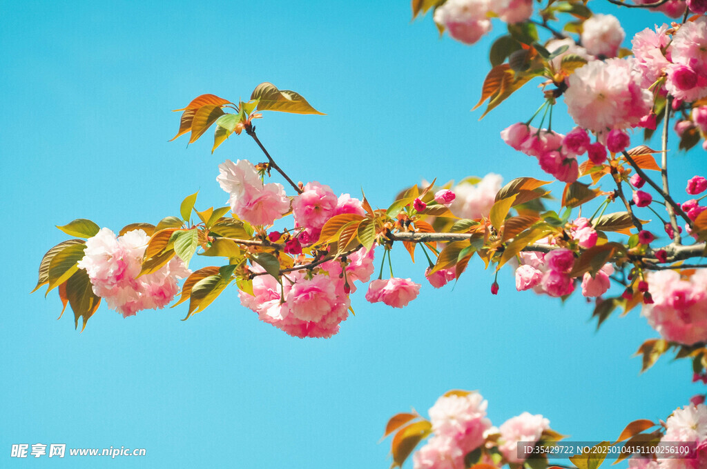 梅花